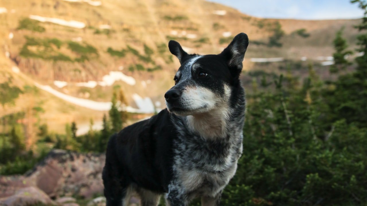 Top 5 Benefits of Wearing a Dog Harness