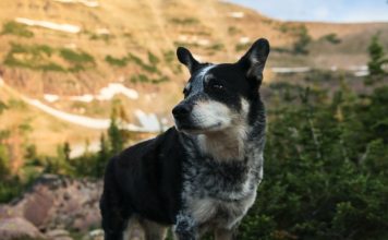 Top 5 Benefits of Wearing a Dog Harness